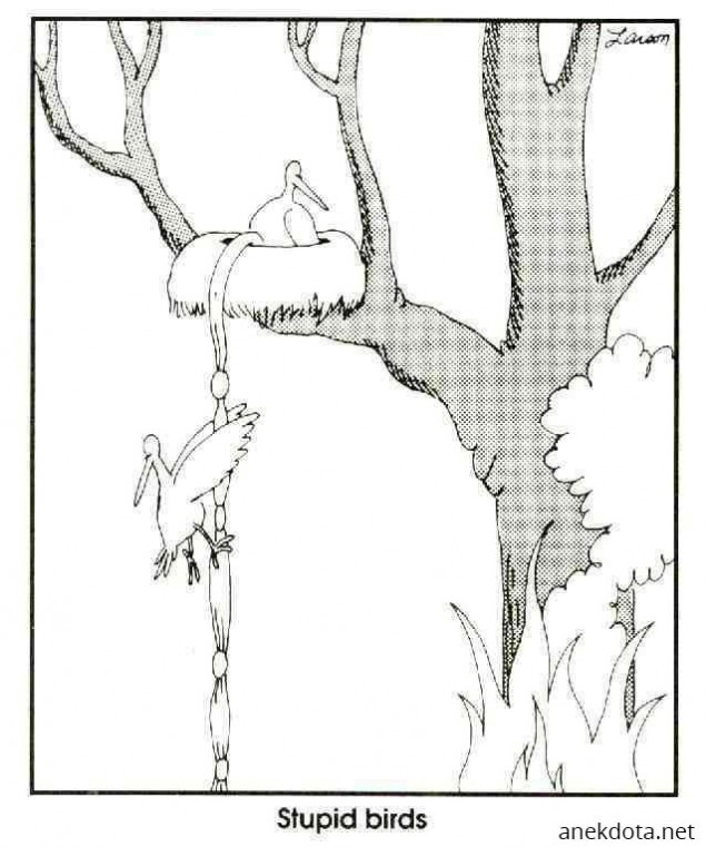 Κουτά πουλιά 