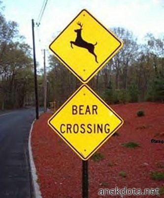 Bear crossing 