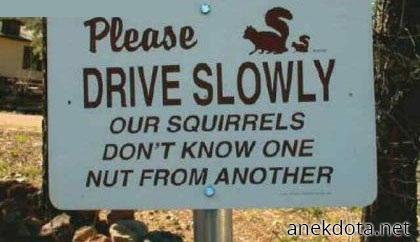 Σκεφτείτε και λίγο τους σκίουρους 