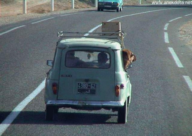 Καμίλα σε αμάξι 