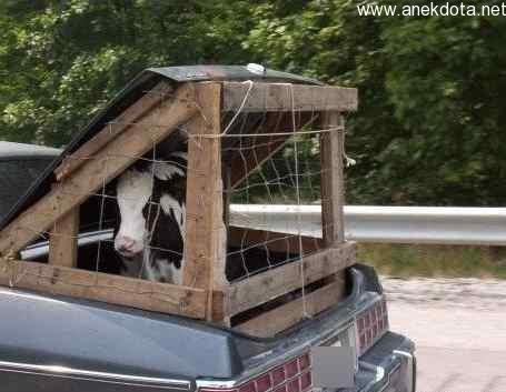 Η αγελάδα στο κλουβί 