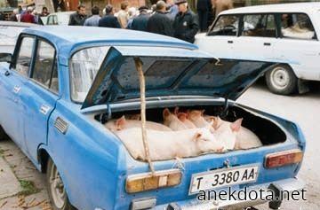 Γουρούνια στο σακί 