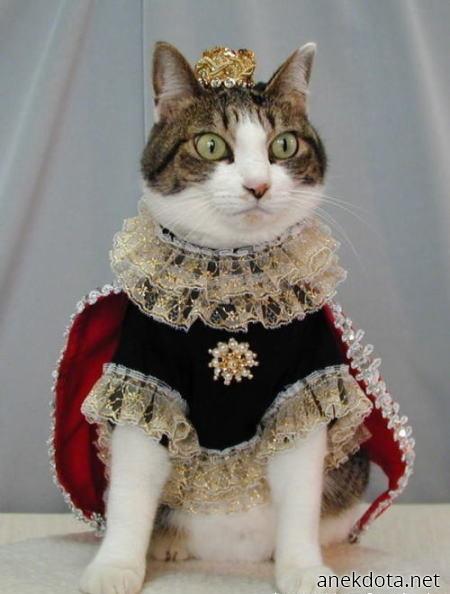 Γάτα ευγενής 