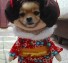 Geisha dog