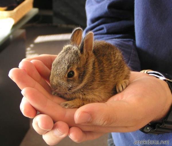 Κουνελάκι χούφτας 