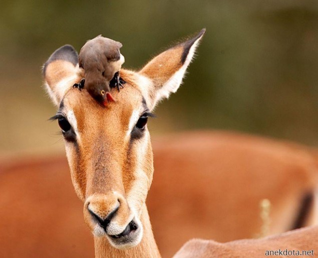 Φιλαράκι,φύγε από πάνω μου 