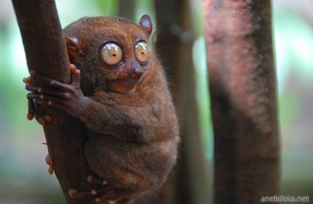 Του πετάχτηκαν τα μάτια έξω 