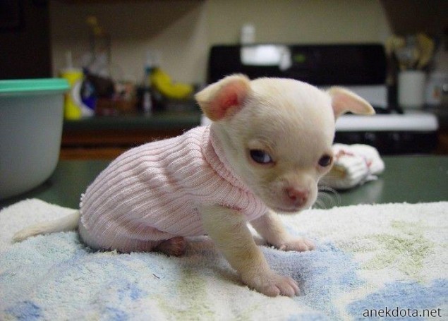 Φοβερό ρουχαλάκι 