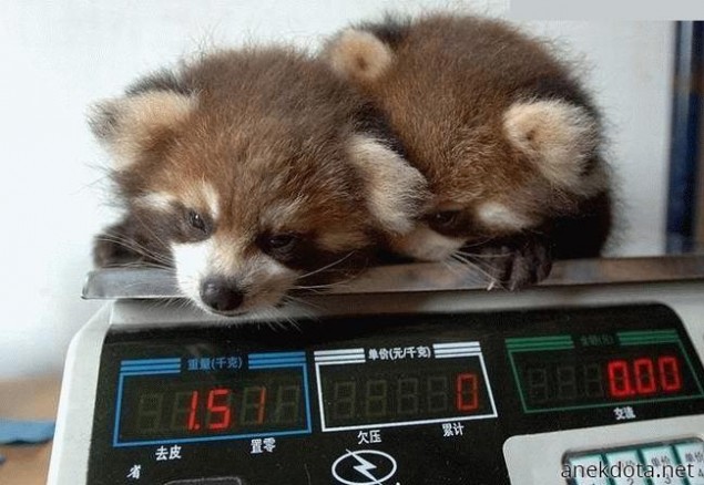 Έχουμε παχύνει; 