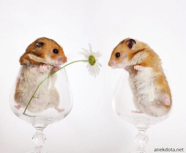 Χαμστεροπότηρα 