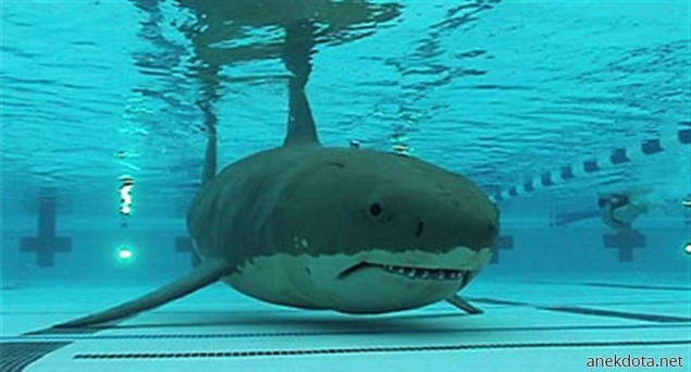 Καρχαρίας πισίνας 