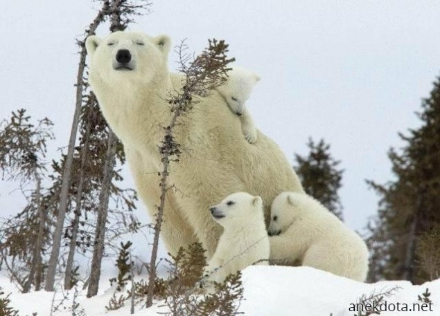Αρκουδοφαμίλια 