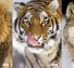 Zoo