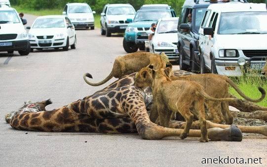 Κυνήγι στο δρόμο 