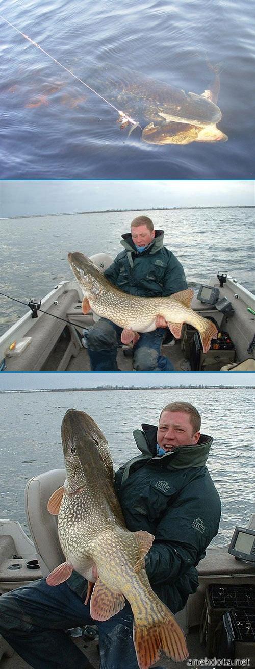 Ένα μικρό ψαράκι 