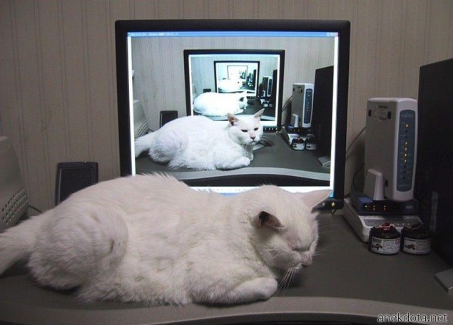 Catception 