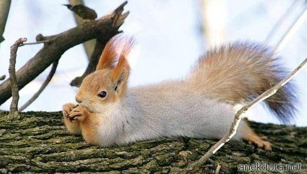 Ο αραχτός σκίουρος 