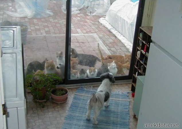 Έφερα και τους φίλους μου 