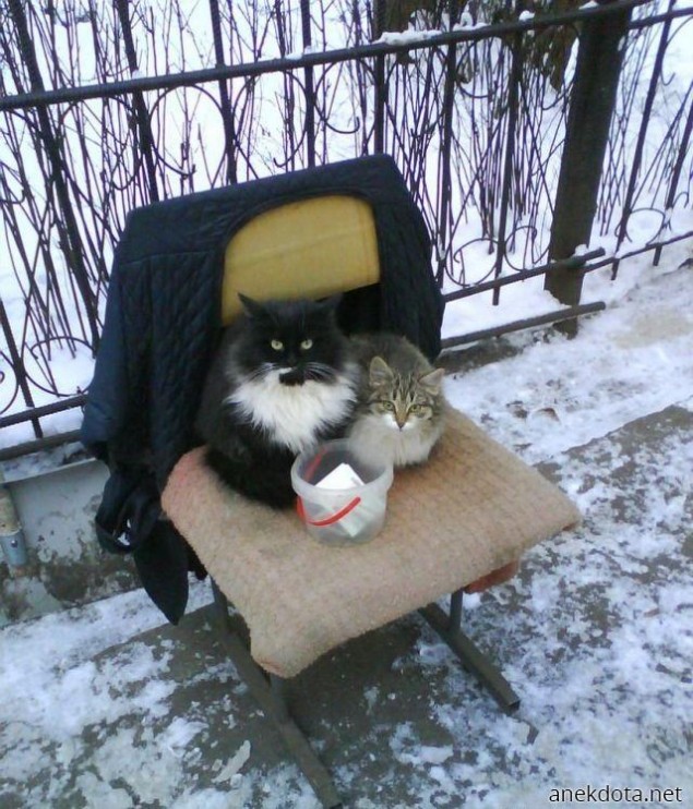 Φέρε κανά ψιλό,νιάου 