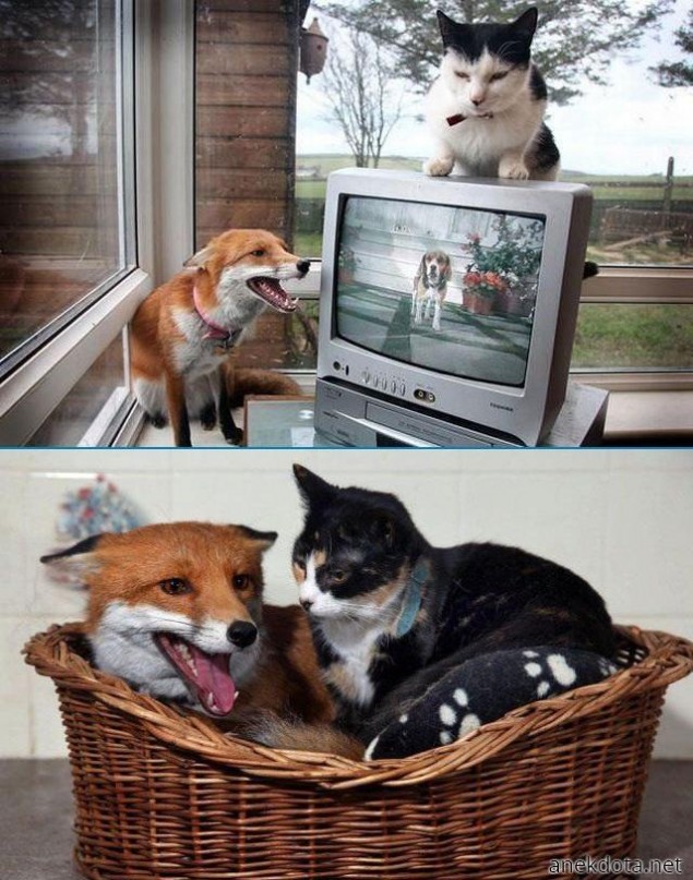 Αλεπουδοφιλίες 