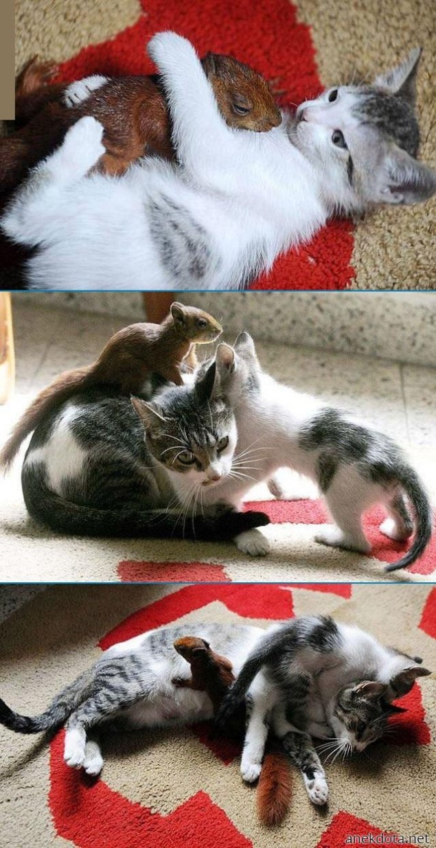 Γατοαγκαλιές 