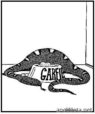 Μας έφαγε τη γάτα…. 