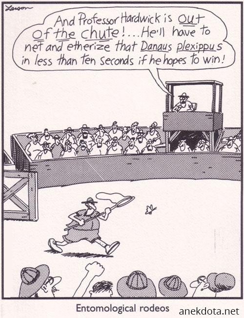 Entomological rodeos 