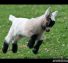 Cute Baby Goats Compilation