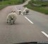 Sheep vs Car