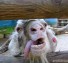 Funny Crazy Goat