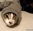 Kitten stuck in sweater