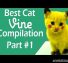 Best Cat Vines – The Best Cat Vine Compilation