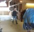 Funny Horse Blooper