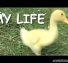 Funny Videos From A Duck’s Life – Funny Ducks Compilation 2014