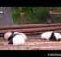 Newest funny panda compilations 2013