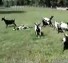 Funny Fainting Goats