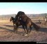 Two horses mating