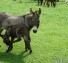 Kira the mini donkey amusing herself