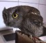 Cutest Owl Ever