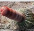 Plants that go bad – hilarious video of nature