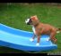 «Puppies on Slides