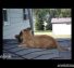 Cat Playing With Squirrel