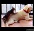 Best Funny Dogs Compilation 2014 Hd Part 1
