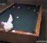 Chicken pool Shot