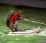 Adrenaline Animals
