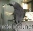 Beatboxing Parrot!