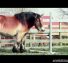 Ultimate Horse Bloopers TOP 20