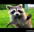 10 Funniest Raccoon Videos
