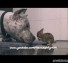 Pit Bull CLEANS Baby Bunny