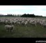 Sheep Protest!
